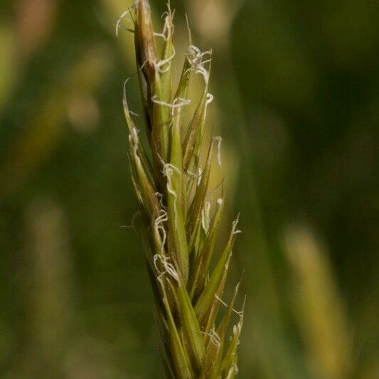 Anthoxanthum nipponicum Fruit