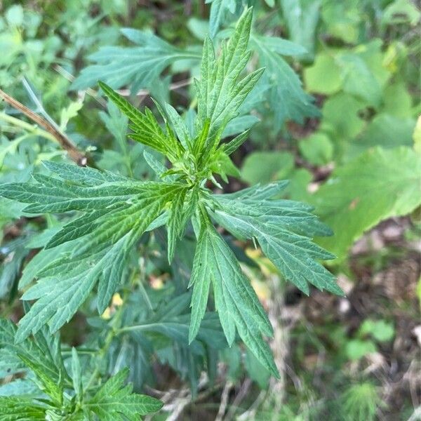 Artemisia vulgaris List