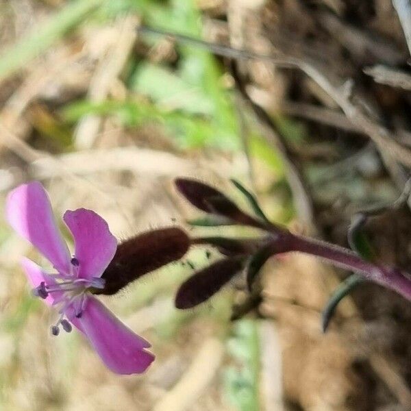 Saponaria ocymoides Kwiat