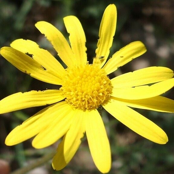 Senecio provincialis Flower