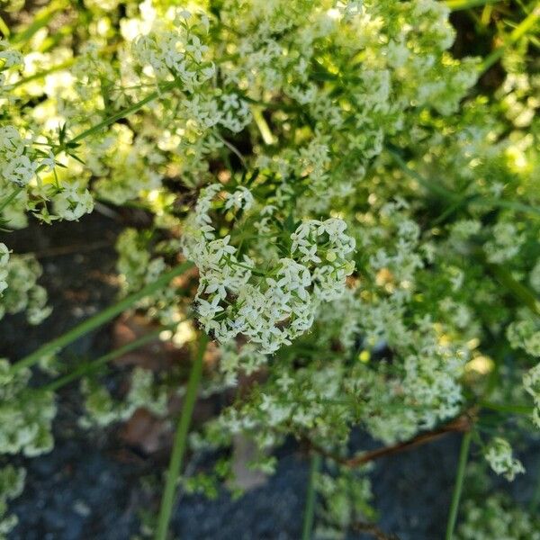 Galium album Flor