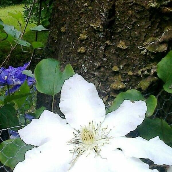 Clematis patens Flor