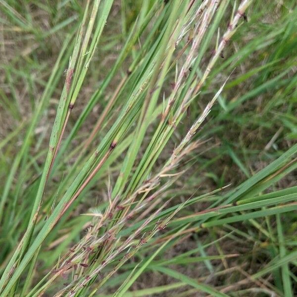 Schizachyrium scoparium Blomst