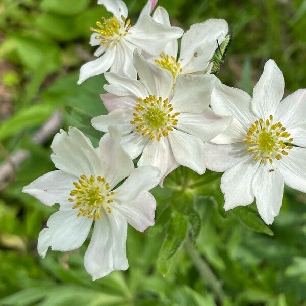 Anemonastrum narcissiflorum Flower