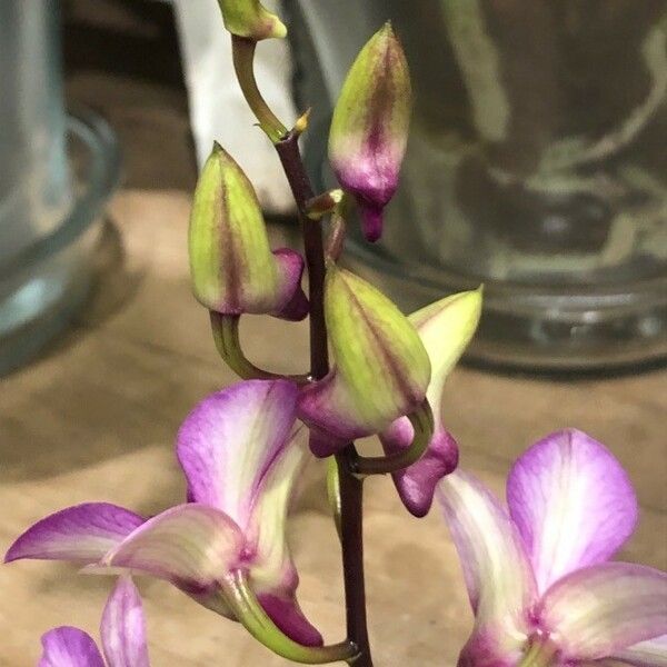 Spathoglottis plicata Flower