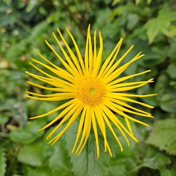 Doronicum plantagineum പുഷ്പം