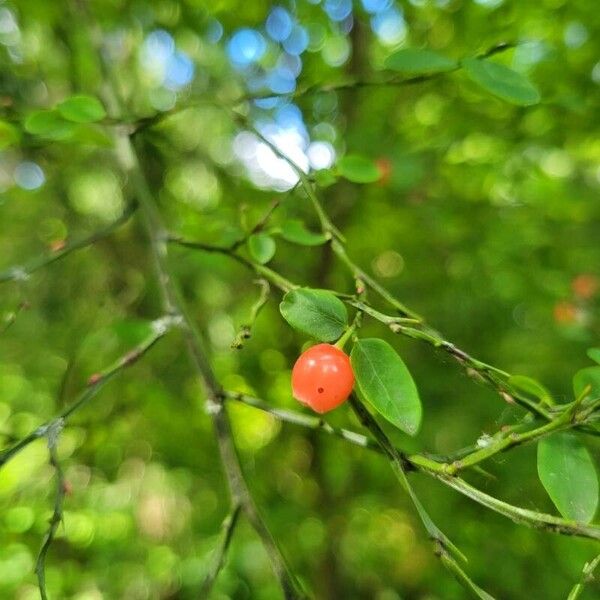 Vaccinium parvifolium Fruit