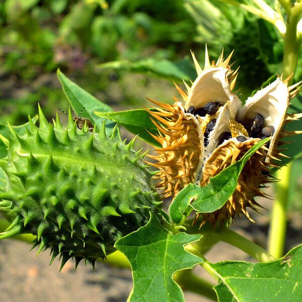 Datura stramonium Fruit