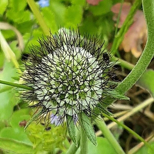 Scabiosa lucida Fruitua