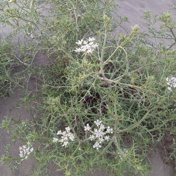 Echinophora spinosa Flower