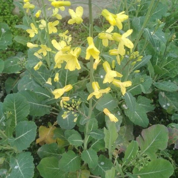 Brassica oleracea Fleur