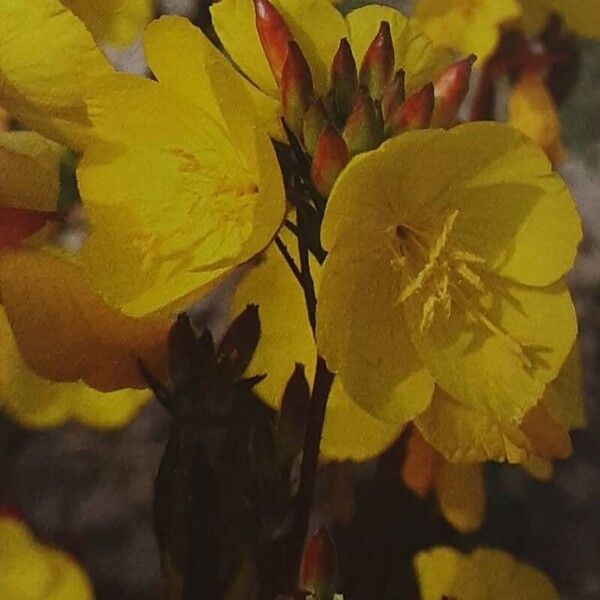 Oenothera tetragona 花