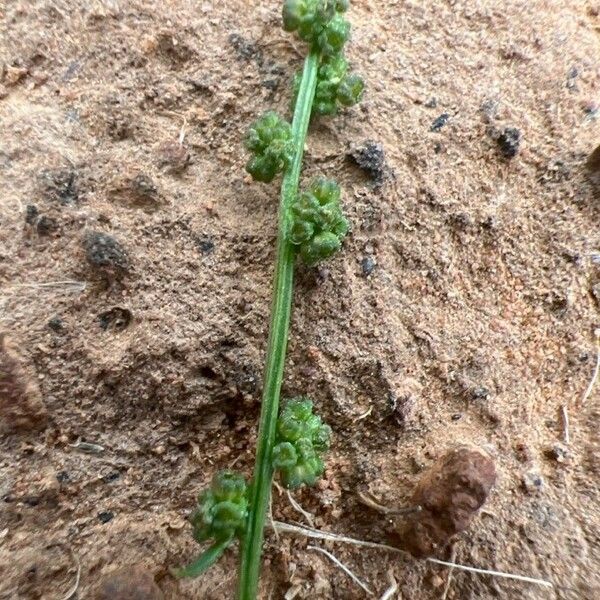 Atriplex semibaccata Ffrwyth