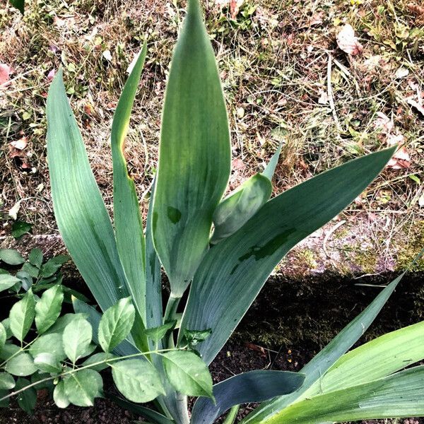 Iris lutescens Frunză