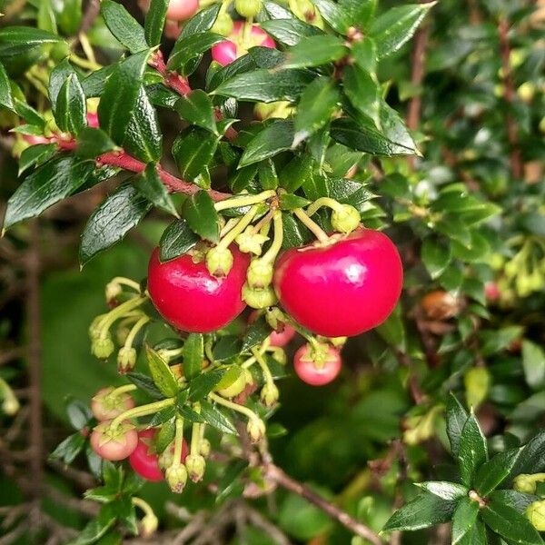 Gaultheria mucronata Fruit