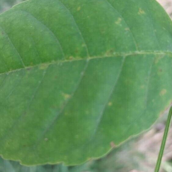 Fraxinus americana Hoja