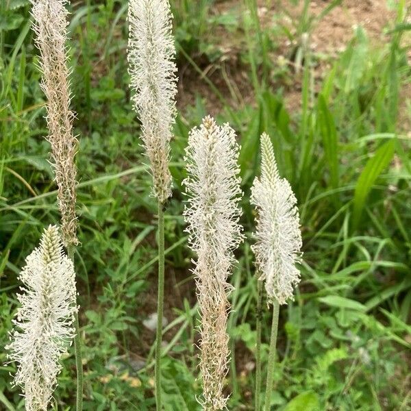 Plantago media Kwiat