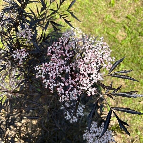 Tamarix parviflora Květ