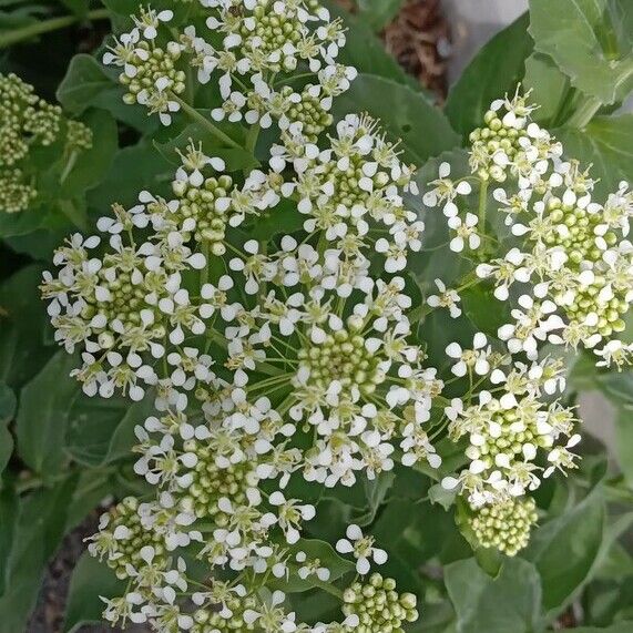 Lepidium draba Fiore