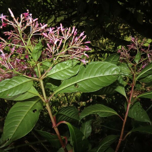 Fuchsia paniculata Blad