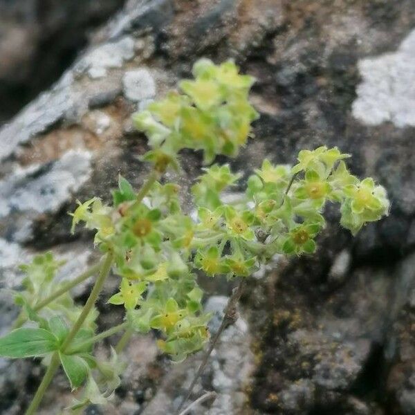 Alchemilla alpina Flower
