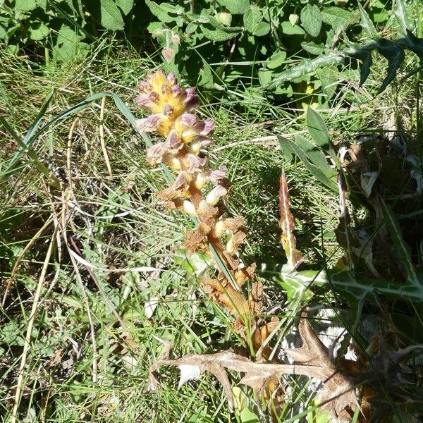 Orobanche pubescens Žiedas