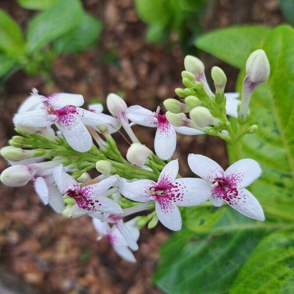 Pseuderanthemum maculatum Flor