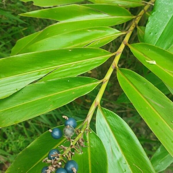 Alpinia caerulea Yaprak