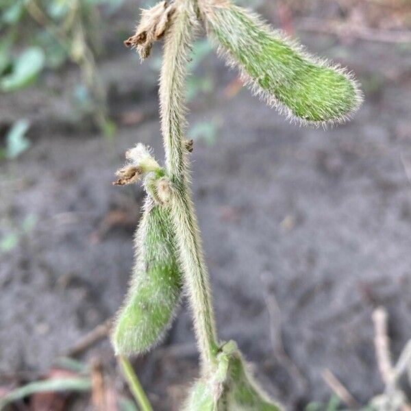 Glycine max Fruchs