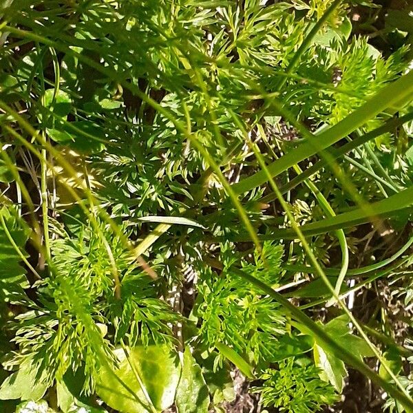 Neogaya simplex Leaf