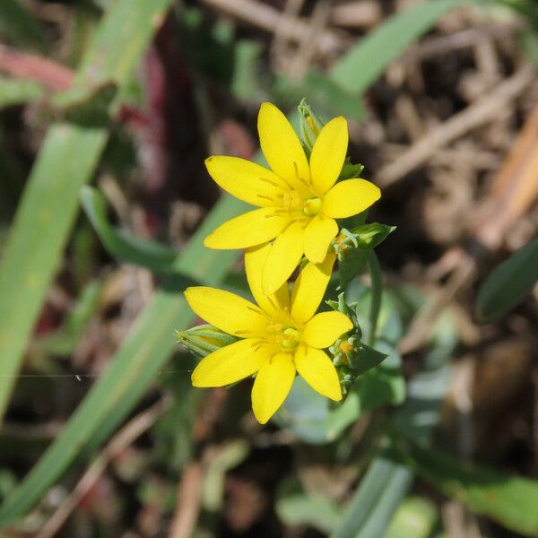 Blackstonia perfoliata 花