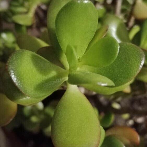 Crassula ovata Blatt