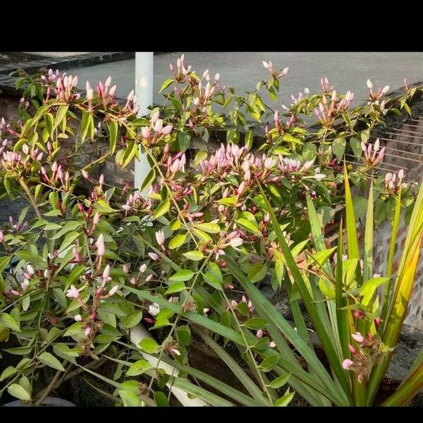 Jasminum polyanthum Kvet