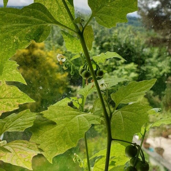 Solanum scabrum Folla