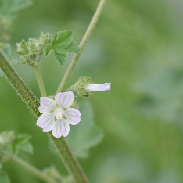 Malva punctata Цветок