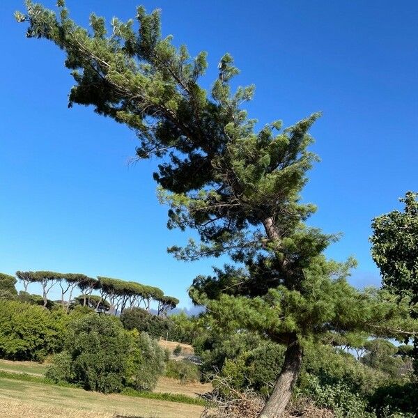 Pinus lambertiana Агульны выгляд