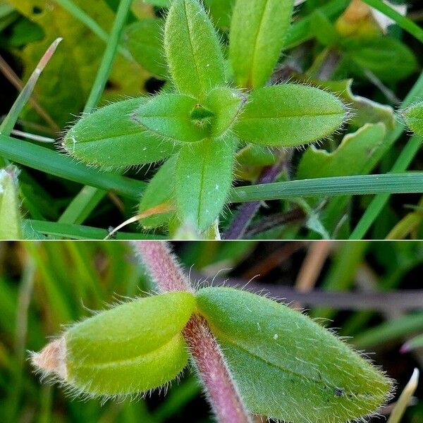 Cerastium fontanum ᱥᱟᱠᱟᱢ