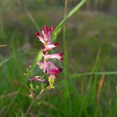 Fumaria muralis Blomst