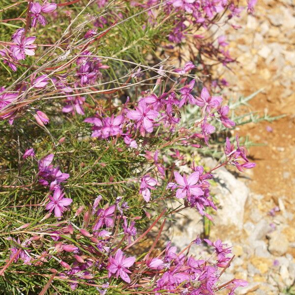 Epilobium dodonaei Žiedas