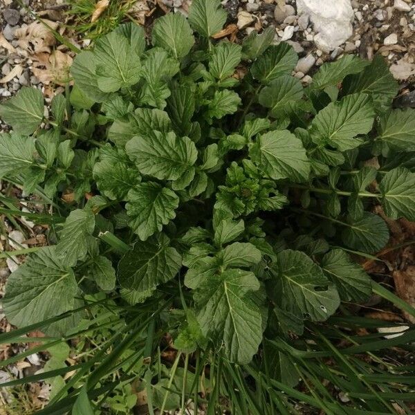 Barbarea vulgaris Hábitos