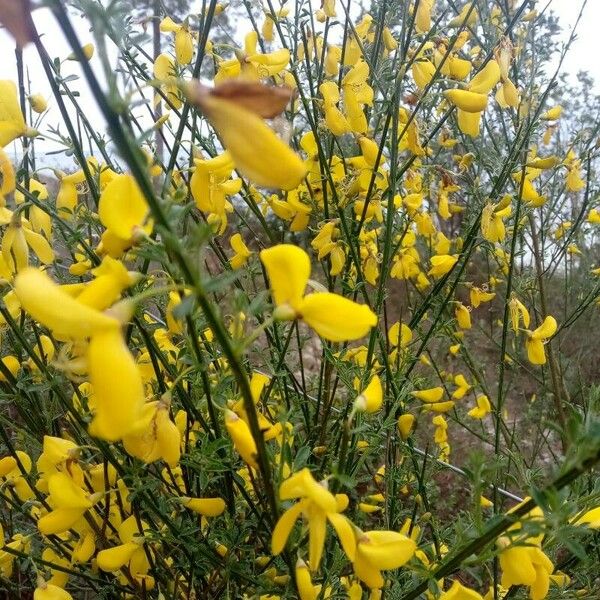 Cytisus striatus 花