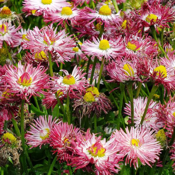 Bellis sylvestris Flor