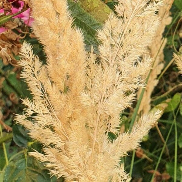 Calamagrostis epigejos 果