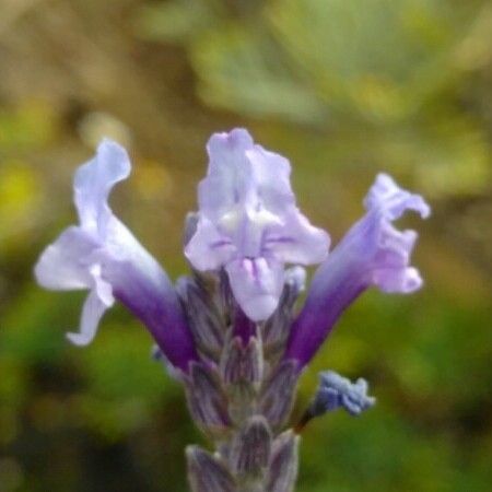 Lavandula canariensis Λουλούδι