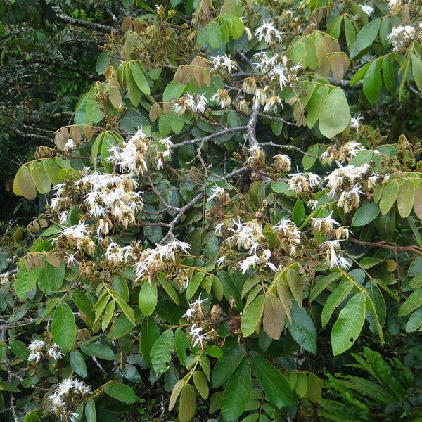 Imagem de referência para identificação da planta Ingá
