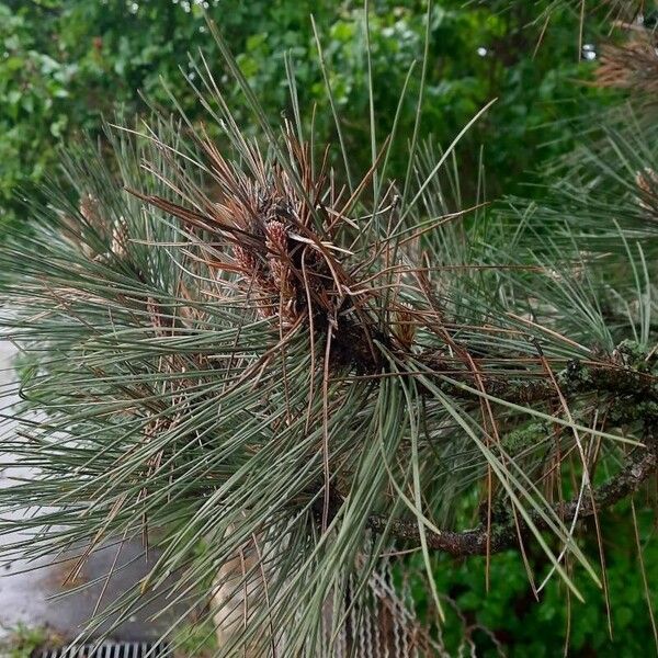 Pinus nigra Feuille