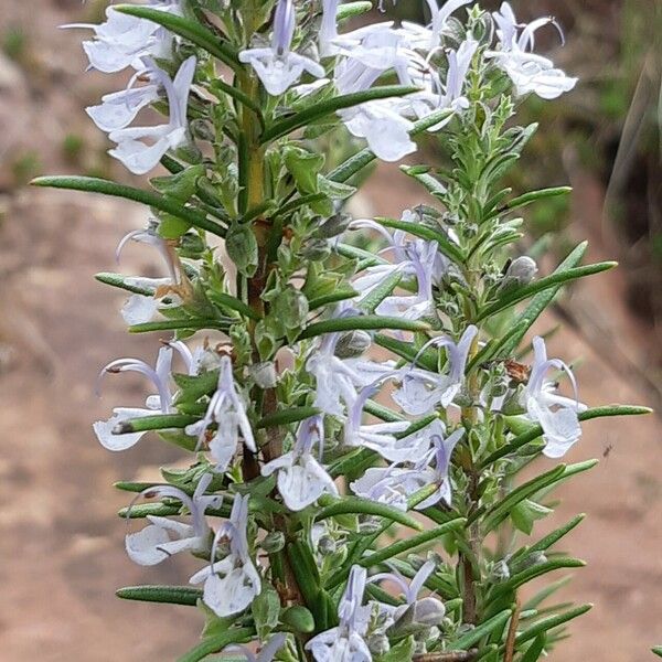 Rosmarinus officinalis 叶