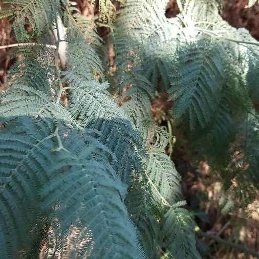 Acacia dealbata Leaf