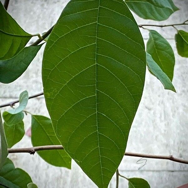 Annona cherimola Leaf