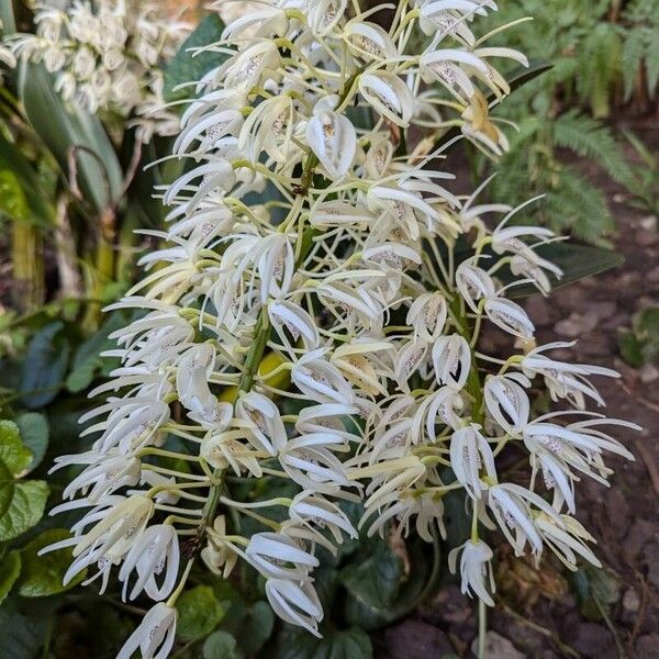 Dendrobium speciosum 花